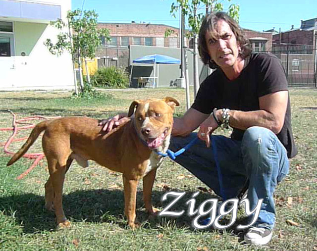 ziggy