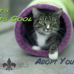 cool cats