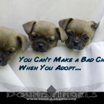 puppies