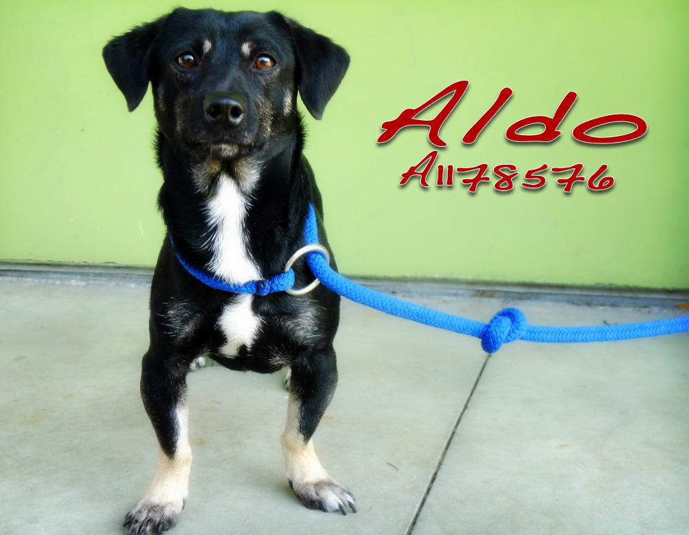 aldo saved