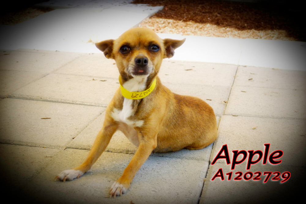 Apple A1202729