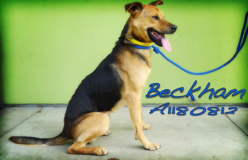 beckhamA1180812EM