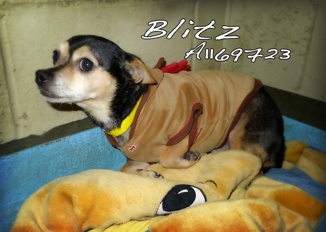 blitz