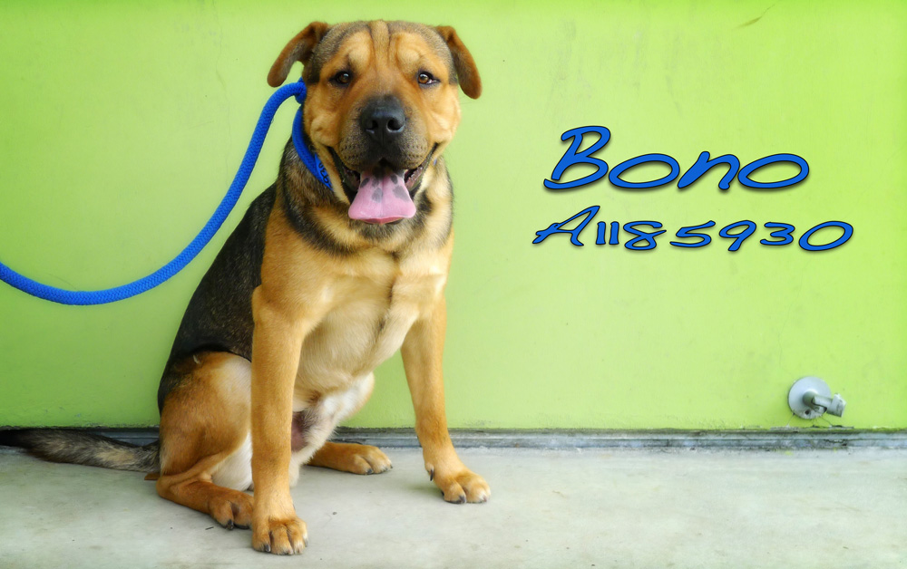 bonoA1185930EM