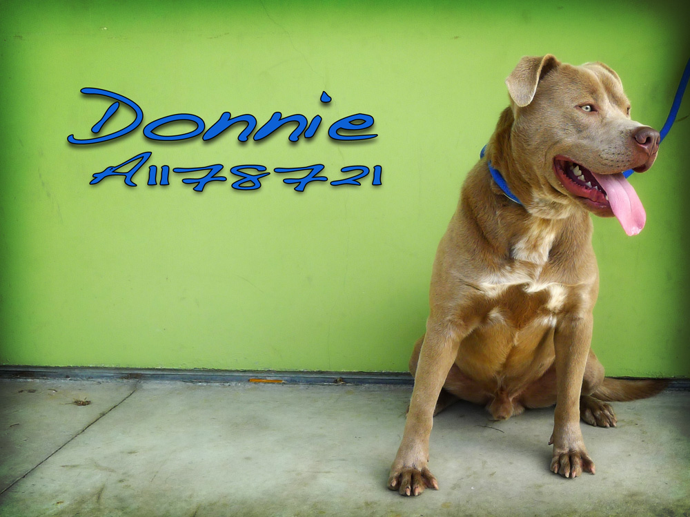 donnieA1178721EM