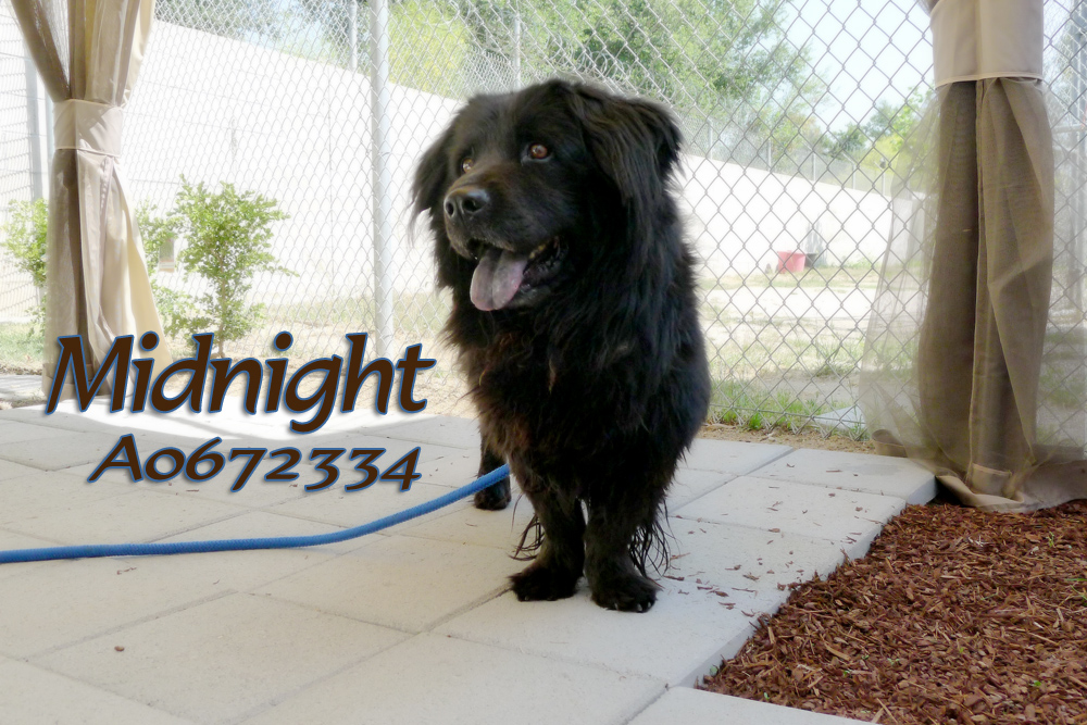 Midnight A0672334