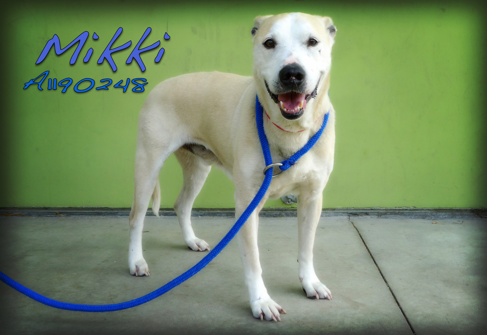 mikkiA1190248EM