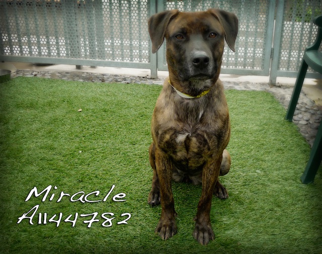 miracle