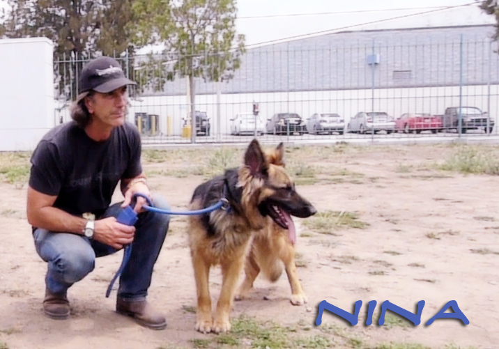 Nina WLA gsd