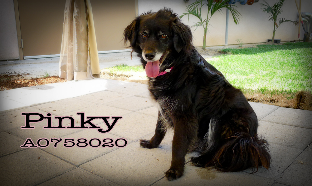 Pinky A0758020