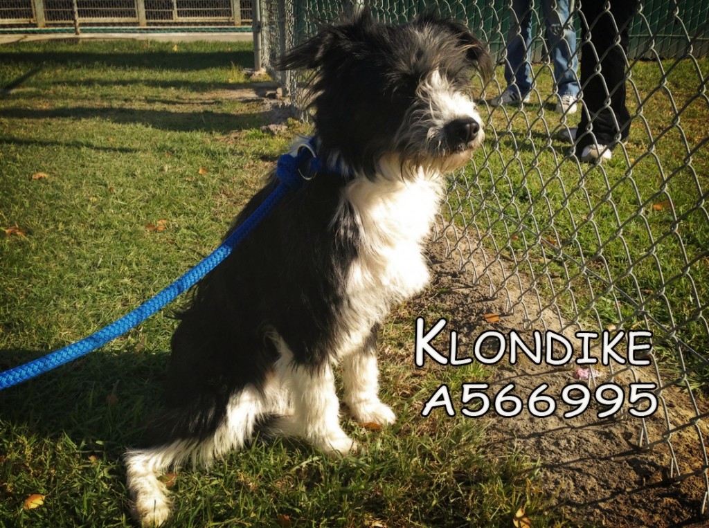 Klondike
