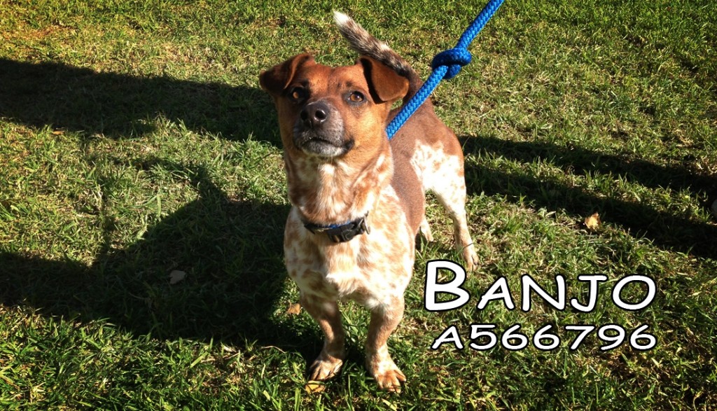 Banjo