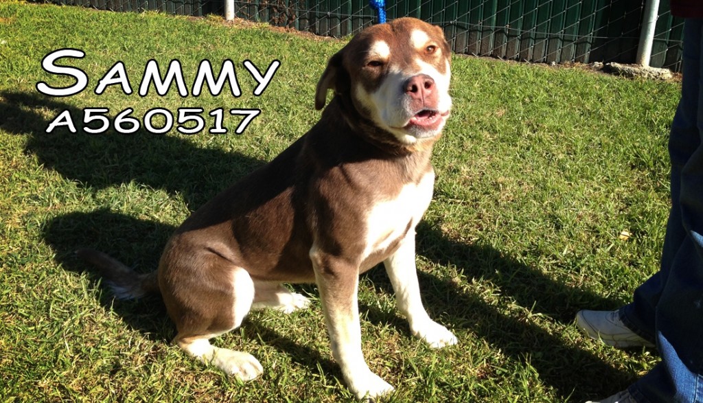 Sammy