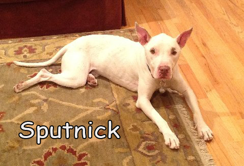 Sputnick