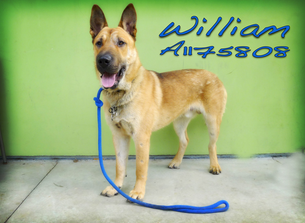 williamA1175808EM